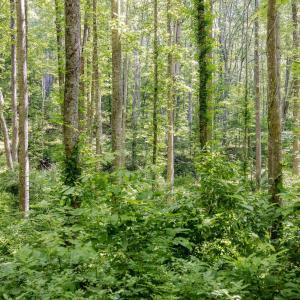 native to this specific region planted in 2021 and 2022
