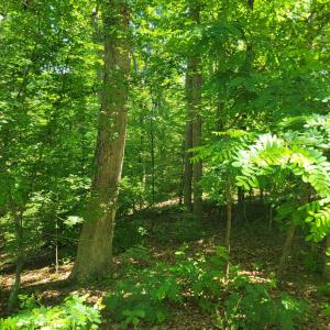 Photo #1 of 8 MECHUNK TER, PALMYRA, VA 0.7 acres