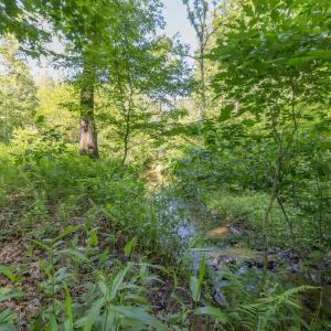 Photo #8 of 7676 OLD DOMINION RD, SCHUYLER, VA 40.3 acres