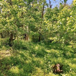 Photo #20 of 258 STRICKLER LN, NEW MARKET, VA 1.7 acres