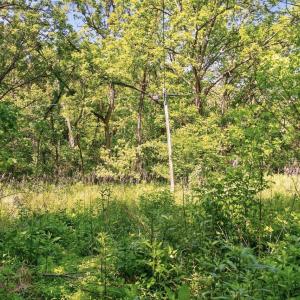 Photo #21 of 258 STRICKLER LN, NEW MARKET, VA 1.7 acres