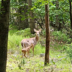 Photo #1 of 39V HIGH VALLEY DR, MONTEREY, VA 5.0 acres