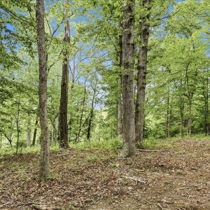 Photo #19 of 615 HALF MILE BRANCH RD, CROZET, VA 5.0 acres