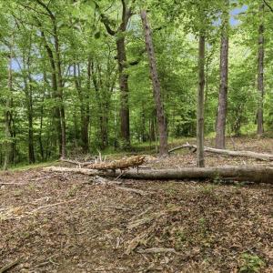 Photo #9 of 615 HALF MILE BRANCH RD, CROZET, VA 5.0 acres