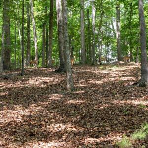 Photo #26 of 31 FAIRWOOD PL, PALMYRA, VA 1.4 acres