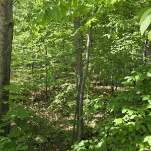 Photo #6 of 717 JEFFERSON DR, PALMYRA, VA 0.5 acres