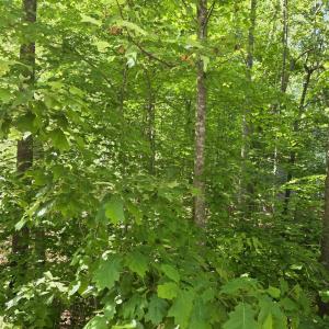 Photo #5 of 717 JEFFERSON DR, PALMYRA, VA 0.5 acres