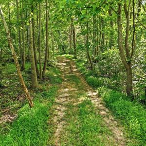 Trail around/across property