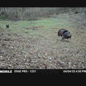 Trail Cam Photo