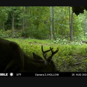 Trail Cam Photo