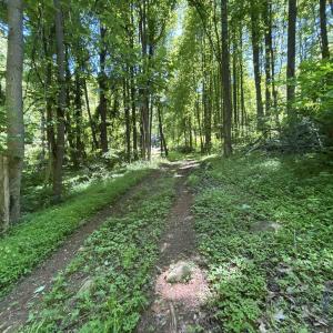 Trail around/across property