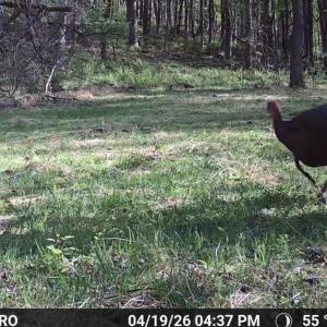 Trail Cam Photo