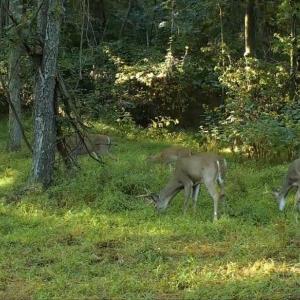 Trail Cam Photo