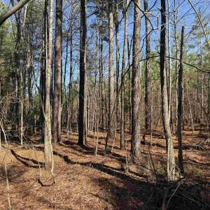 Photo #8 of 1 MAPLE BRIDGE RD, DILLWYN, VA 24.6 acres