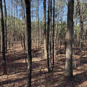 Photo #5 of 1 MAPLE BRIDGE RD, DILLWYN, VA 24.6 acres