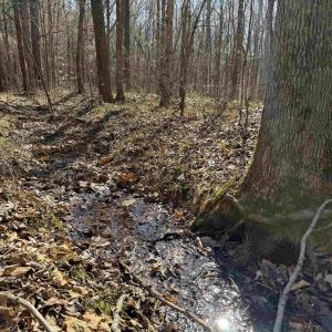 Photo #9 of 1 MAPLE BRIDGE RD, DILLWYN, VA 24.6 acres
