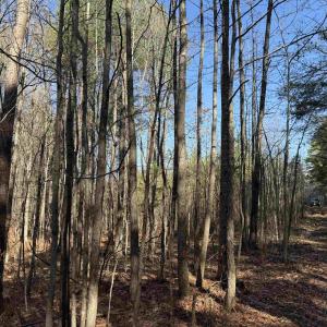 Photo #11 of 1 MAPLE BRIDGE RD, DILLWYN, VA 24.6 acres