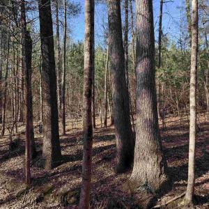 Photo #7 of 1 MAPLE BRIDGE RD, DILLWYN, VA 24.6 acres