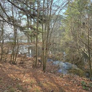Photo #4 of BAYSIDE RD, GREENBUSH, VA 1.5 acres