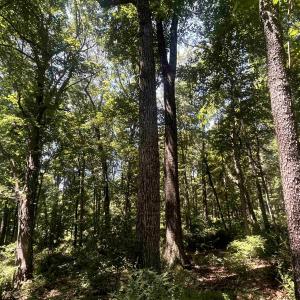 Photo #7 of TBD SPOTTSWOOD RD, SPOTTSWOOD, VA 3.6 acres