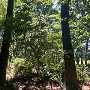 Photo #10 of TBD SPOTTSWOOD RD, SPOTTSWOOD, VA 3.6 acres