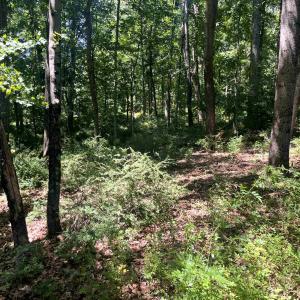 Photo #5 of TBD SPOTTSWOOD RD, SPOTTSWOOD, VA 3.6 acres