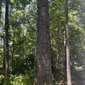 Photo #4 of TBD SPOTTSWOOD RD, SPOTTSWOOD, VA 3.6 acres