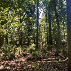 Photo #11 of TBD SPOTTSWOOD RD, SPOTTSWOOD, VA 3.6 acres