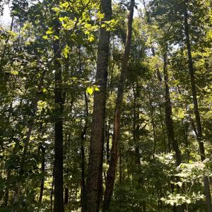 Photo #3 of TBD SPOTTSWOOD RD, SPOTTSWOOD, VA 3.6 acres