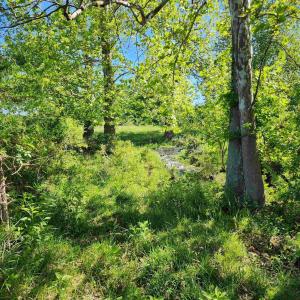 Photo #29 of TBD INDIAN TRAIL RD, PENN LAIRD, VA 31.6 acres
