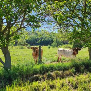 Photo #9 of TBD INDIAN TRAIL RD, PENN LAIRD, VA 31.6 acres