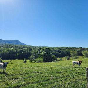 Photo #5 of TBD INDIAN TRAIL RD, PENN LAIRD, VA 31.6 acres