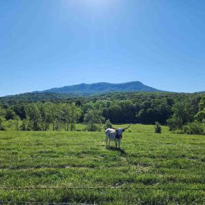 Photo #1 of TBD INDIAN TRAIL RD, PENN LAIRD, VA 31.6 acres