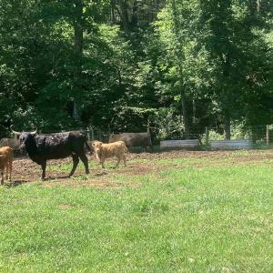 Photo #13 of ORKNEY GRADE, MOUNT JACKSON, VA 24.5 acres