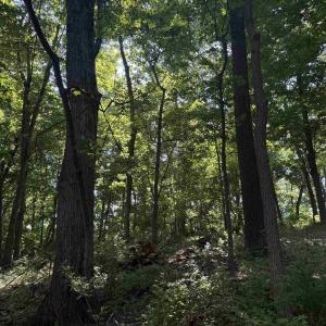 Photo #21 of TBD ARBOR HILL RD, STAUNTON, VA 66.5 acres