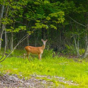 Photo #14 of GILBERT STATION RD, BARBOURSVILLE, VA 3.6 acres