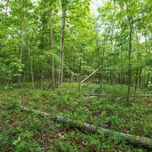 Photo #24 of TBD CALF MOUNTAIN RD, WAYNESBORO, VA 20.5 acres