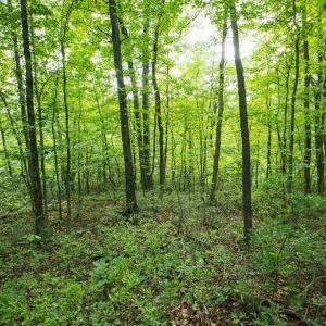 Photo #26 of TBD CALF MOUNTAIN RD, WAYNESBORO, VA 20.5 acres