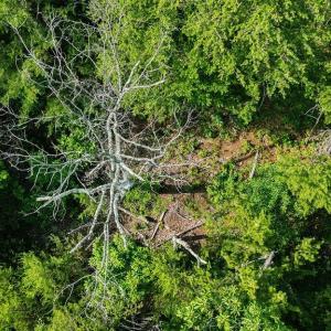 Photo #28 of TBD CALF MOUNTAIN RD, WAYNESBORO, VA 20.5 acres