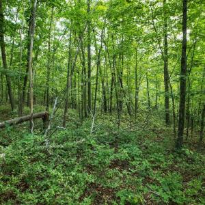 Photo #25 of TBD CALF MOUNTAIN RD, WAYNESBORO, VA 20.5 acres