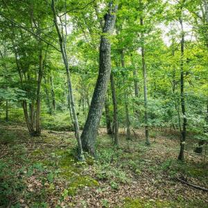 Photo #32 of TBD CALF MOUNTAIN RD, WAYNESBORO, VA 20.5 acres