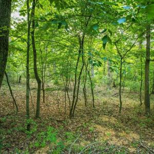 Photo #31 of TBD CALF MOUNTAIN RD, WAYNESBORO, VA 20.5 acres