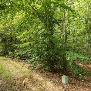 Lot 45 is wooded. But not super thick woods. So easier to prepare it for your dream home to be built.
