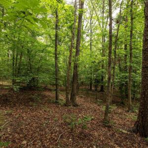 Photo #14 of 45 GLEN EAGLES DR, GORDONSVILLE, VA 0.4 acres
