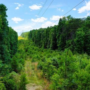 Photo #19 of MT ALTO RD, ESMONT, VA 43.0 acres