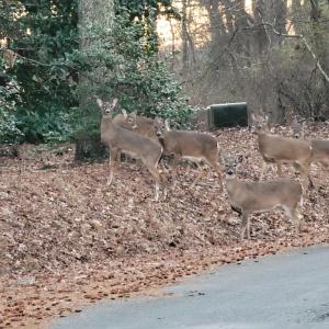 Photo #6 of Lot 7A1 WILSONIA SHORES DR, MACHIPONGO, VA 1.6 acres