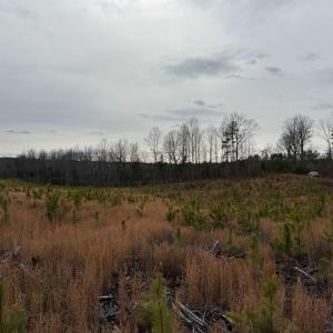 Photo #10 of TBD COMMUNITY HOUSE RD, KENTS STORE, VA 35.0 acres