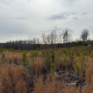 Photo #33 of TBD COMMUNITY HOUSE RD, KENTS STORE, VA 35.0 acres