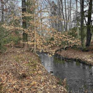 Photo #1 of TBD COMMUNITY HOUSE RD, KENTS STORE, VA 35.0 acres