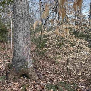 Photo #30 of TBD COMMUNITY HOUSE RD, KENTS STORE, VA 35.0 acres